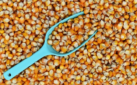 green scoop on many dried corn seed for backgroundの写真素材
