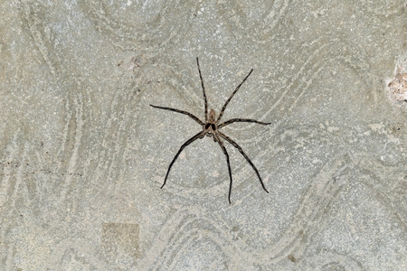 spider missing one leg on cement wall after fighting