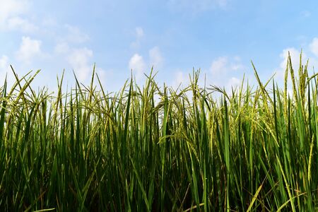 green rice in rice field for nature backgroundの写真素材