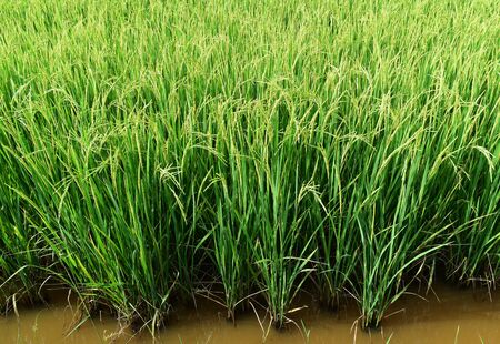 green rice in rice field for nature backgroundの写真素材