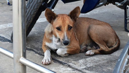 stay dog in city so hungryの写真素材