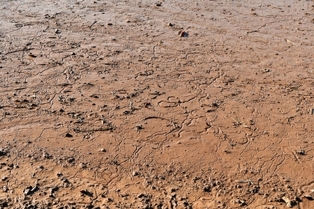 soil mud in rice field prepare for plant rice in agricultureの写真素材