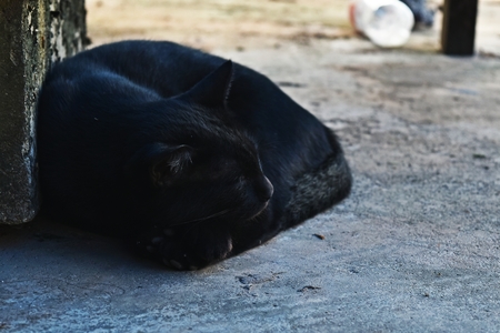 alone homeless black cat lay down on dirty cement groundの写真素材
