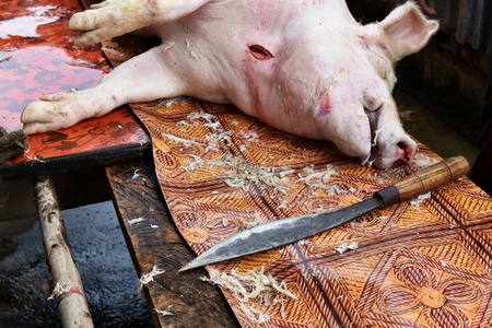 dead pig and knife on table prepare cook for big partyの写真素材