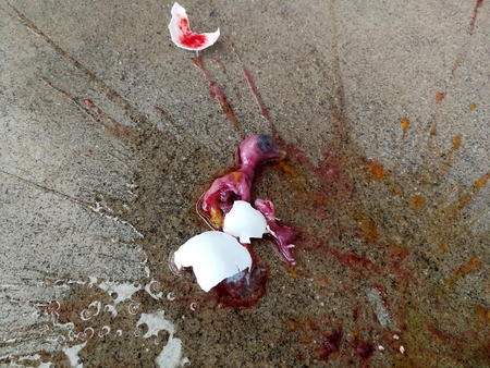 dead body of poor little bird and shell egg on ground after drop from roofの写真素材