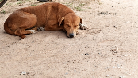 hungry stray dog wait someone give food on dirty groundの写真素材