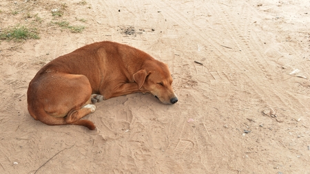 hungry stray dog wait someone give food on dirty ground in countrysideの写真素材