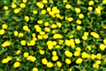 blurred yellow against green for abstract backgroundの写真素材