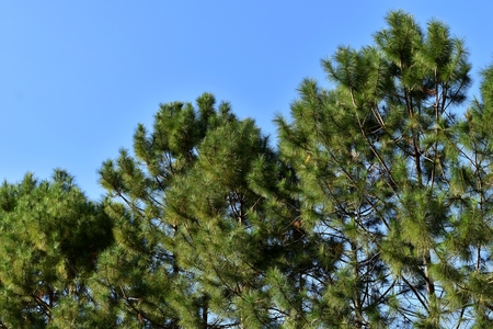 low angle view pine tree and skyの写真素材