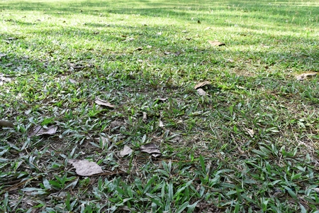 green grass fieldの写真素材