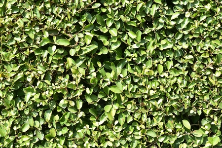green banyan leaves fence under sunlight for backgroundの写真素材