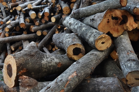 pile of firewoodの写真素材