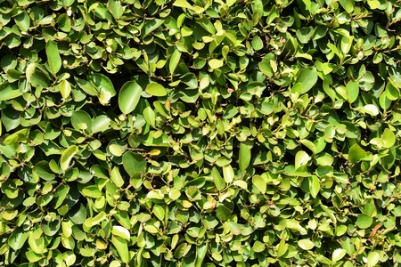green banyan leaves fence under sunlight for backgroundの写真素材