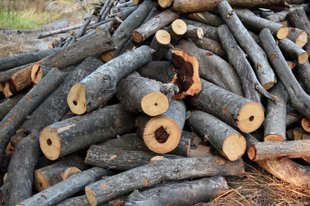 pile of old firewoodの写真素材