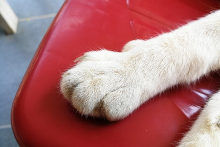 top view foot of cat footの写真素材