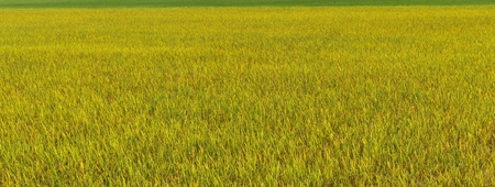 green and yellow rice in fiend for backgroundの写真素材