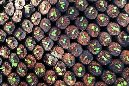 many little plant in black plastic potの写真素材