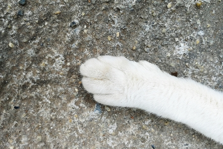 top view foot of cat footの写真素材