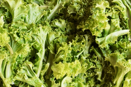 many green lettuce for backgroundの写真素材