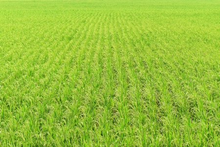 green rice in field for backgroundの写真素材