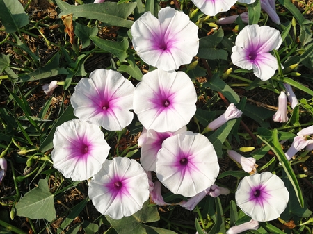 many morning glory flowers on groundの写真素材