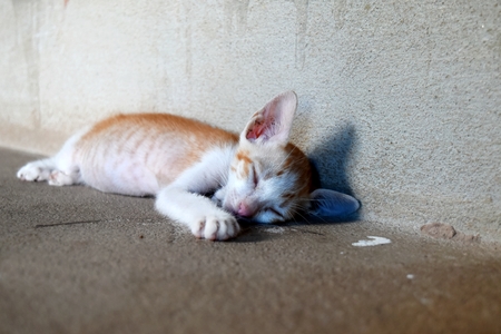 poor kitten sleep on dirty groundの写真素材