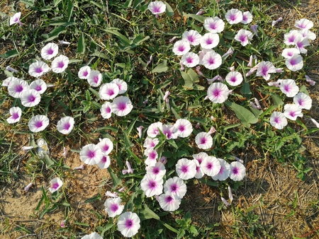 many morning glory flowers on groundの写真素材