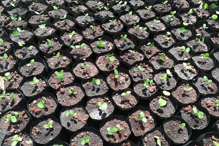 many little plant in black plastic potの写真素材