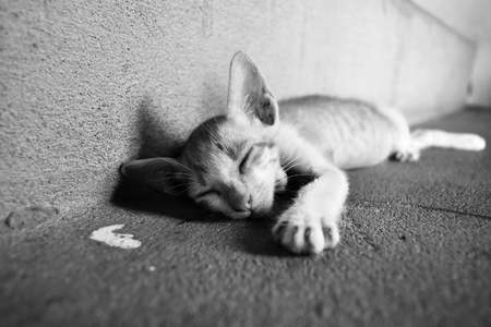 poor kitten sleep on dirty ground in black and white photographyの写真素材