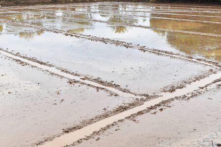 soil mud in rice field prepare for plant rice in agricultureの写真素材
