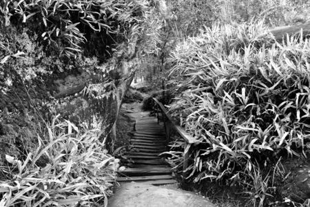 details old wood bridge in forest in black and white photographyの写真素材