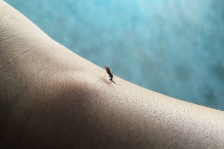 details alone mosquito bite hand for drink bloodの写真素材