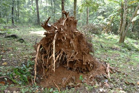lots root of falling dead tree in forestの写真素材
