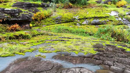 lots little plant on stone ground in forestの写真素材