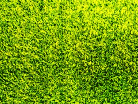 green color blurred for abstract backgroundの写真素材