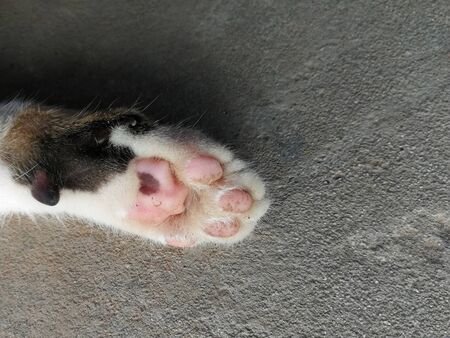 under foot of cat footの写真素材