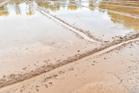 soil mud in rice field prepare for plant rice in agricultureの写真素材