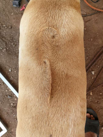 high angle view back brown hair line of dogの写真素材