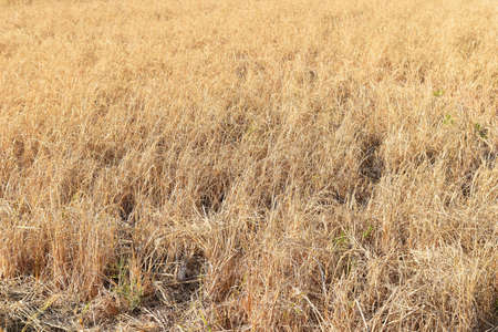 dead dry rice in brown rice fied for backgroundの写真素材
