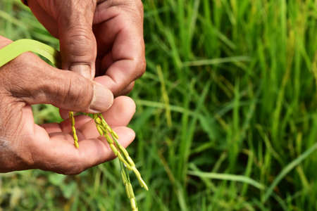 high angle view farmer hand and ear of green rice in selective focusの写真素材