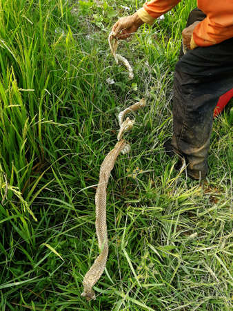 farmer meet cobra snake stains in rice fieldの写真素材