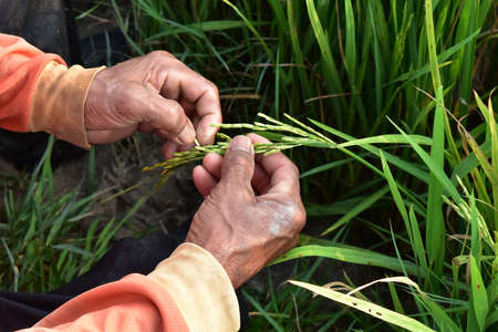 high angle view farmer hand and ear of green rice in selective focusの写真素材