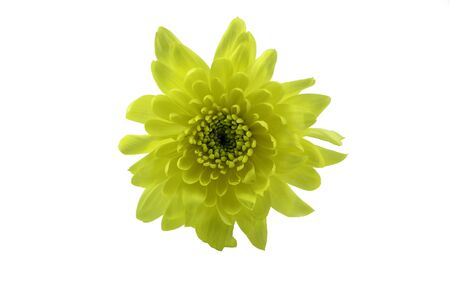Yellow chrysanthemum flowers.isolated on white background with clipping path.の写真素材