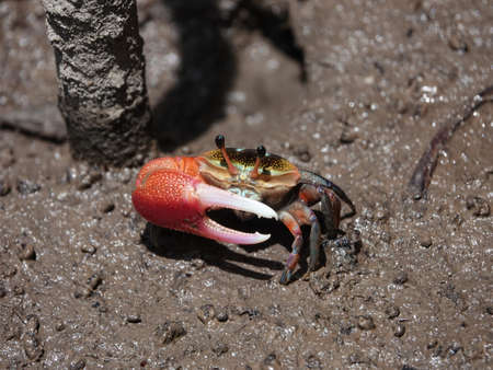 Colorful Fiddler Crab emerging from its burrow and walking on mudflats during low tide in mangrove forest, Southern Thailand.の写真素材