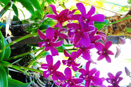 Beautiful orchidの写真素材