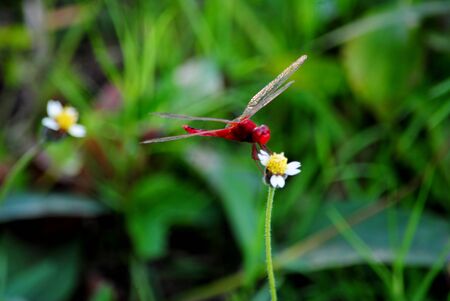 Red dragonfly caught in the trees greenの写真素材