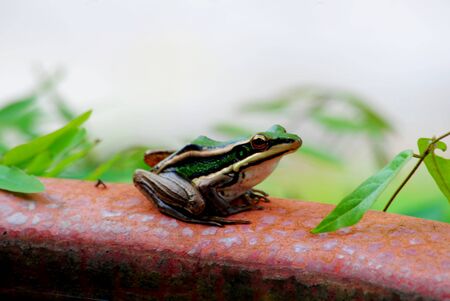 Green frog perched on the edge of the tub.の写真素材