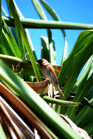 Cute little bird