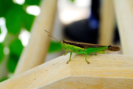 The grasshopper is an insect of the suborder Caelifera in the order Orthoptera.の写真素材