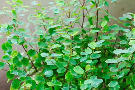 Small tree leavesの写真素材